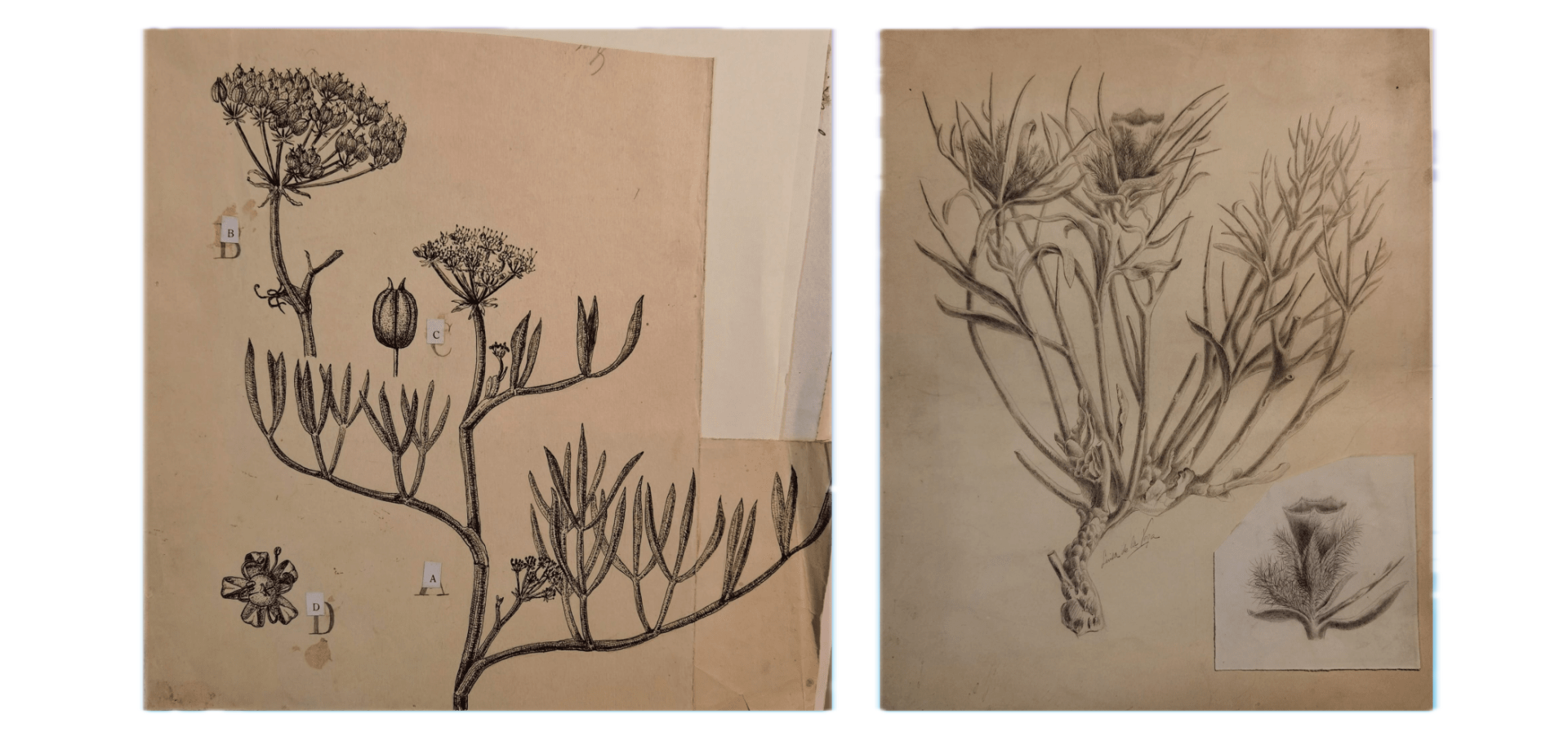Dibujos botánicos de Luisa de la Vega Weter. Fuente: Museo Nacional de Ciencias Naturales, CSIC.